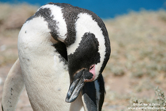 Spheniscus magellanicus / Pinguino di Magellano / Magellanic penguin / Manchot de Magellan