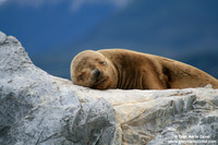 Otaria flavescens / Leone marino sudamericano / South american sea lion / Lion marin