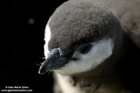 Spheniscus magellanicus / Pinguino di Magellano / Magellanic penguin / Manchot de Magellan