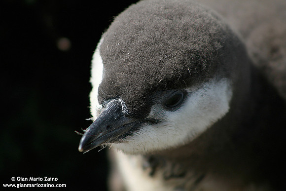Spheniscus magellanicus / Pinguino di Magellano / Magellanic penguin / Manchot de Magellan