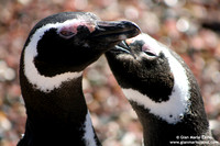 Spheniscus magellanicus / Pinguino di Magellano / Magellanic penguin / Manchot de Magellan