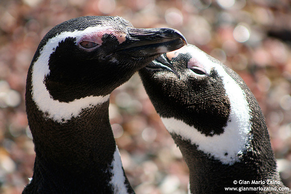Spheniscus magellanicus / Pinguino di Magellano / Magellanic penguin / Manchot de Magellan