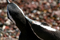 Spheniscus magellanicus / Pinguino di Magellano / Magellanic penguin / Manchot de Magellan