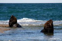Otaria flavescens / Leone marino sudamericano / South American sea lion / Lion marin