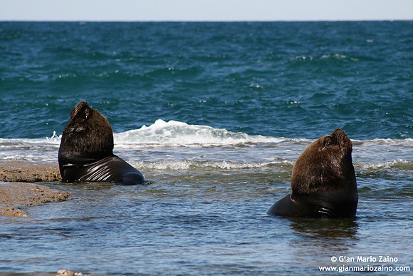 Otaria flavescens / Leone marino sudamericano / South American sea lion / Lion marin