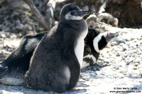 Spheniscus magellanicus / Pinguino di Magellano / Magellanic penguin / Manchot de Magellan