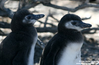 Spheniscus magellanicus / Pinguino di Magellano / Magellanic penguin / Manchot de Magellan