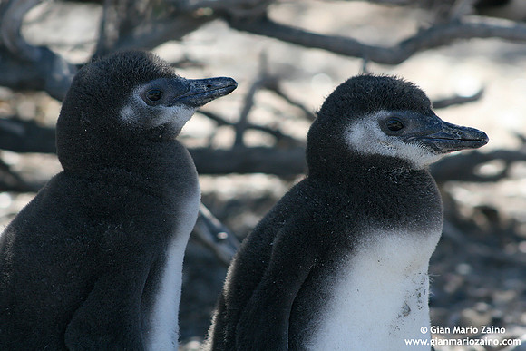 Spheniscus magellanicus / Pinguino di Magellano / Magellanic penguin / Manchot de Magellan