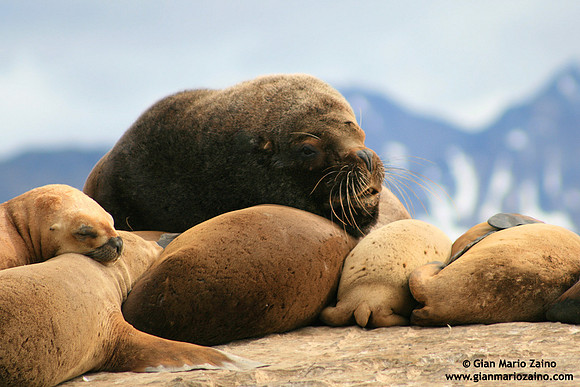 Otaria flavescens / Leone marino sudamericano / South American sea lion / Lion marin