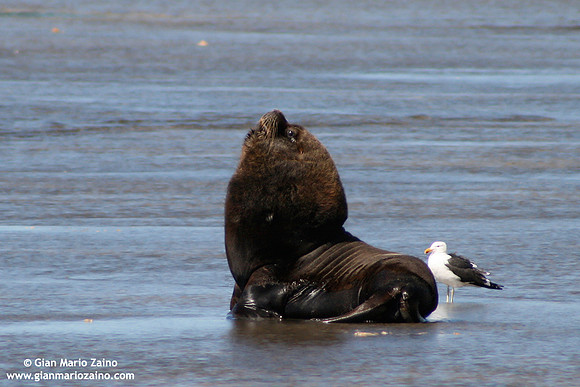 Otaria flavescens / Leone marino sudamericano / South American sea lion / Lion marin