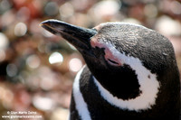 Spheniscus magellanicus / Pinguino di Magellano / Magellanic penguin / Manchot de Magellan