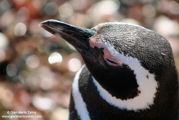 Spheniscus magellanicus / Pinguino di Magellano / Magellanic penguin / Manchot de Magellan
