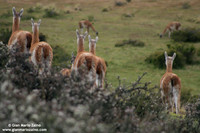 Lama guanicoe / Guanaco / Guanaco / Guanaco