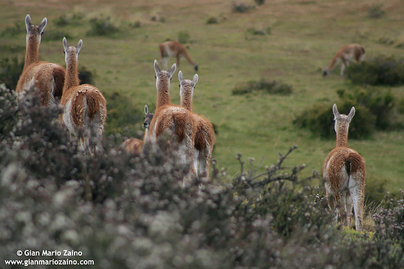 Lama guanicoe / Guanaco / Guanaco / Guanaco