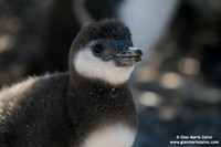 Spheniscus magellanicus / Pinguino di Magellano / Magellanic penguin / Manchot de Magellan