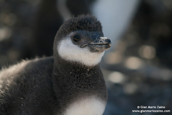 Spheniscus magellanicus / Pinguino di Magellano / Magellanic penguin / Manchot de Magellan