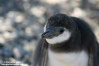 Spheniscus magellanicus / Pinguino di Magellano / Magellanic penguin / Manchot de Magellan