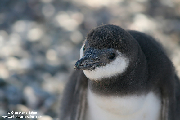 Spheniscus magellanicus / Pinguino di Magellano / Magellanic penguin / Manchot de Magellan