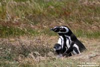 Spheniscus magellanicus / Pinguino di Magellano / Magellanic penguin / Manchot de Magellan