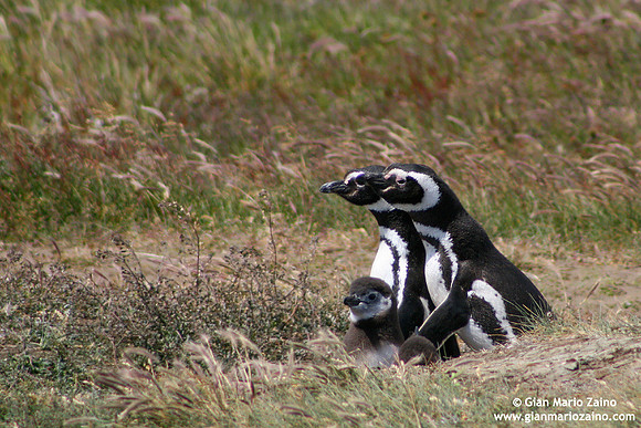 Spheniscus magellanicus / Pinguino di Magellano / Magellanic penguin / Manchot de Magellan