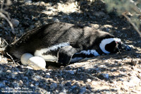 Spheniscus magellanicus / Pinguino di Magellano / Magellanic penguin / Manchot de Magellan