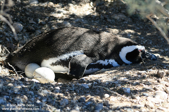 Spheniscus magellanicus / Pinguino di Magellano / Magellanic penguin / Manchot de Magellan