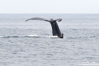 Sea Lion vs Humpback Whale