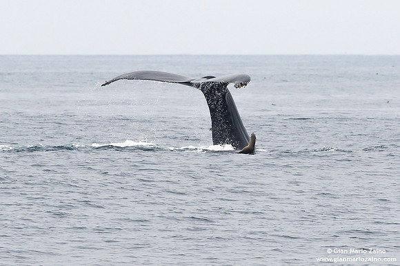 Sea Lion vs Humpback Whale
