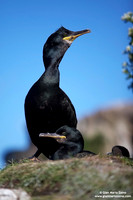 Phalacrocorax aristotelis / Marangone dal ciuffo / European shag / Cormoran huppé