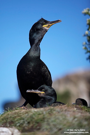 Phalacrocorax aristotelis / Marangone dal ciuffo / European shag / Cormoran huppé