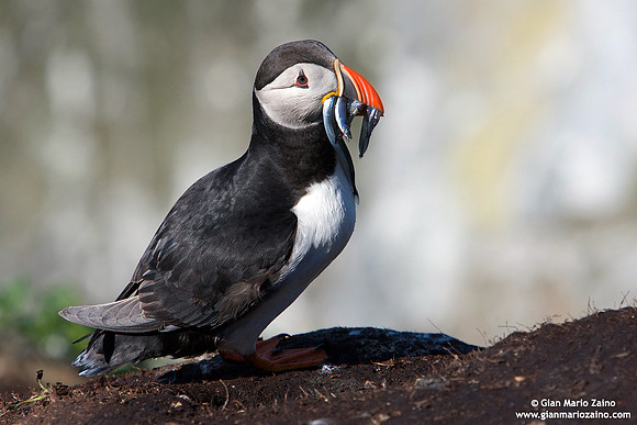 Fratercula arctica / Pulcinella di mare / Atlantic puffin / Macareux moine