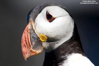 Fratercula arctica / Pulcinella di mare / Atlantic puffin / Macareux moine