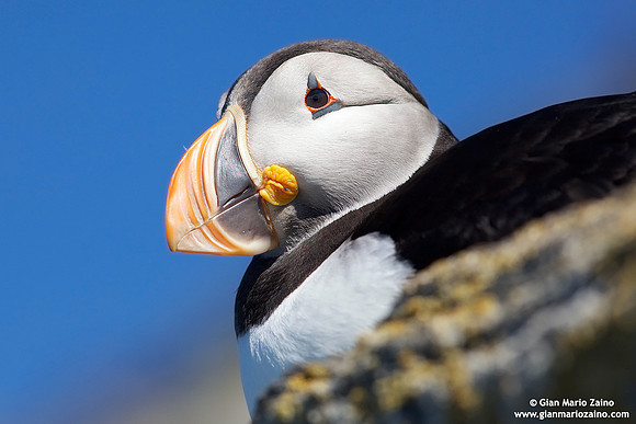 Fratercula arctica / Pulcinella di mare / Atlantic puffin / Macareux moine