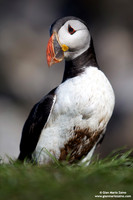 Fratercula arctica / Pulcinella di mare / Atlantic puffin / Macareux moine