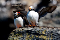 Fratercula arctica / Pulcinella di mare / Atlantic puffin / Macareux moine