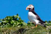 Fratercula arctica / Pulcinella di mare / Atlantic puffin / Macareux moine