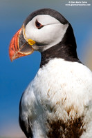 Fratercula arctica / Pulcinella di mare / Atlantic puffin / Macareux moine