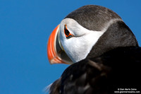 Fratercula arctica / Pulcinella di mare / Atlantic puffin / Macareux moine