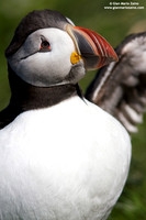Fratercula arctica / Pulcinella di mare / Atlantic puffin / Macareux moine