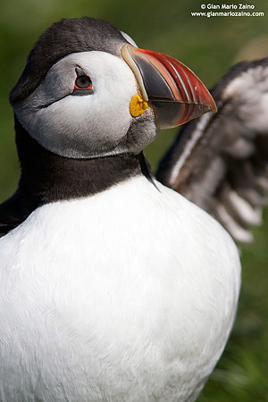 Fratercula arctica / Pulcinella di mare / Atlantic puffin / Macareux moine