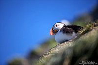 Fratercula arctica / Pulcinella di mare / Atlantic puffin / Macareux moine
