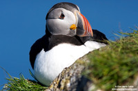 Fratercula arctica / Pulcinella di mare / Atlantic puffin / Macareux moine