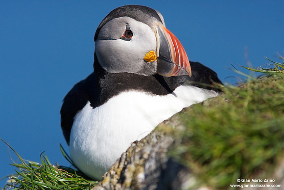 Fratercula arctica / Pulcinella di mare / Atlantic puffin / Macareux moine