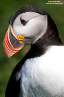 Fratercula arctica / Pulcinella di mare / Atlantic puffin / Macareux moine