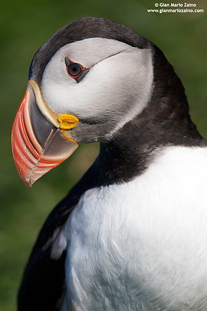 Fratercula arctica / Pulcinella di mare / Atlantic puffin / Macareux moine