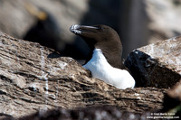 Alca torda / Gazza marina / Razorbill / Petit pingouin