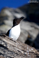 Alca torda / Gazza marina / Razorbill / Petit pingouin