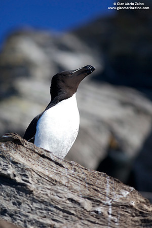 Alca torda / Gazza marina / Razorbill / Petit pingouin