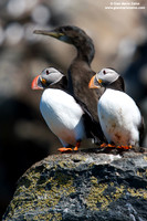 Fratercula arctica / Pulcinella di mare / Atlantic puffin / Macareux moine