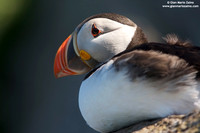 Fratercula arctica / Pulcinella di mare / Atlantic puffin / Macareux moine